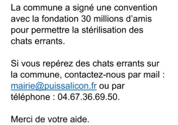 Campagne de stérilisation des chats errants